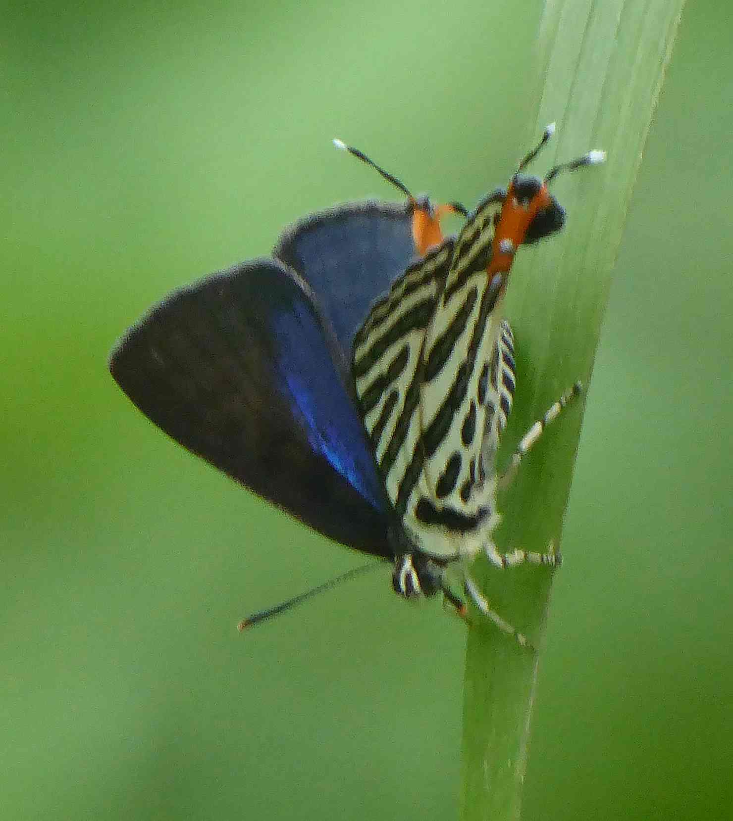 Spindasis syama Spindasis syama